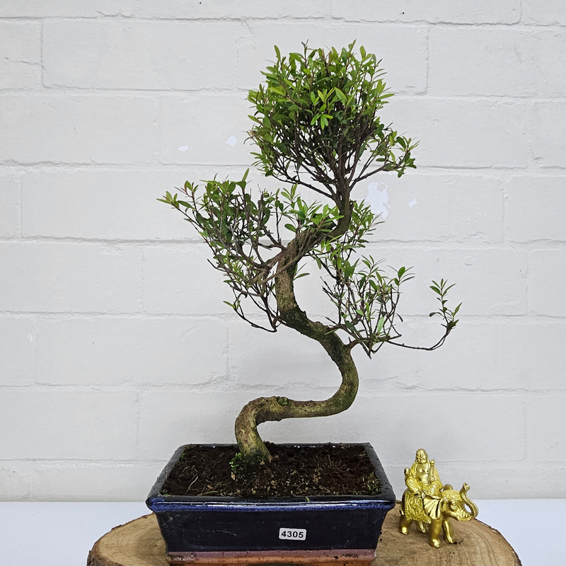 Brush Cherry (Syzygium) Bonsai Tree | Shaped | In 20cm Pot