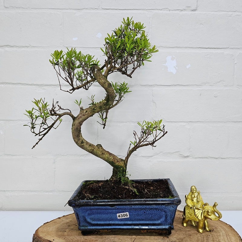 Brush Cherry (Syzygium) Bonsai Tree | Shaped | In 20cm Pot