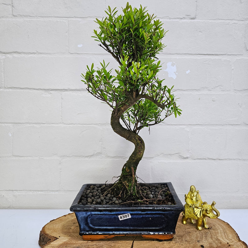 Brush Cherry (Syzygium) Bonsai Tree | Shaped | In 20cm Pot