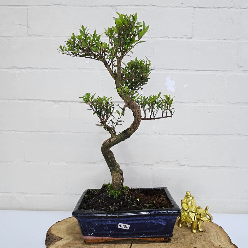 Brush Cherry (Syzygium) Bonsai Tree | Shaped | In 20cm Pot