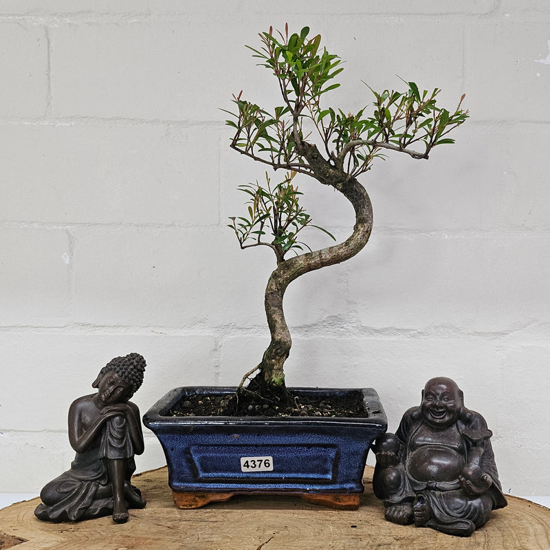 Brush Cherry (Syzygium) Bonsai Tree | Shaped | In 15cm Pot