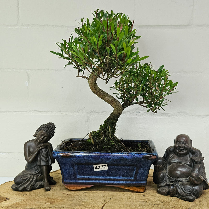 Brush Cherry (Syzygium) Bonsai Tree | Shaped | In 15cm Pot