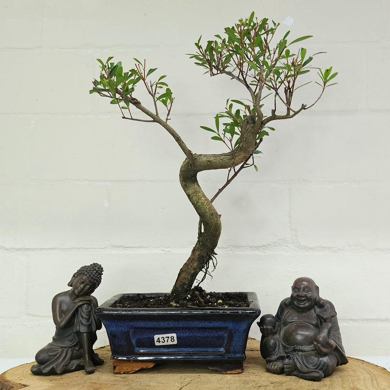 Brush Cherry (Syzygium) Bonsai Tree | Shaped | In 15cm Pot
