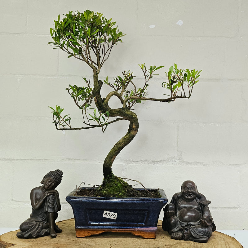 Brush Cherry (Syzygium) Bonsai Tree | Shaped | In 15cm Pot