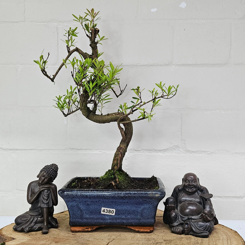 Brush Cherry (Syzygium) Bonsai Tree | Shaped | In 15cm Pot