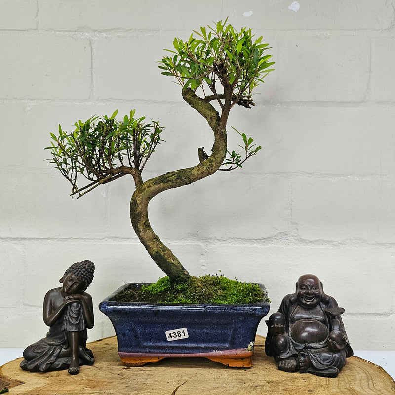 Brush Cherry (Syzygium) Bonsai Tree | Shaped | In 15cm Pot