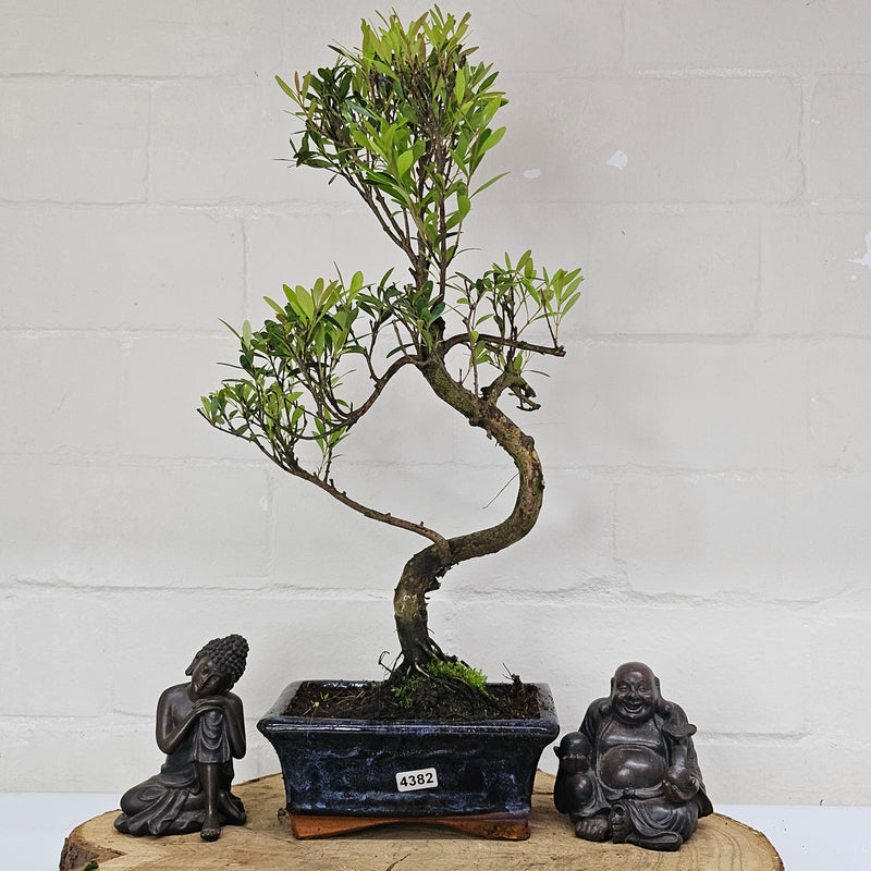 Brush Cherry (Syzygium) Bonsai Tree | Shaped | In 15cm Pot