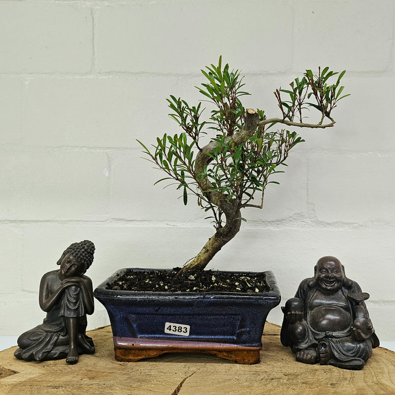 Brush Cherry (Syzygium) Bonsai Tree | Shaped | In 15cm Pot