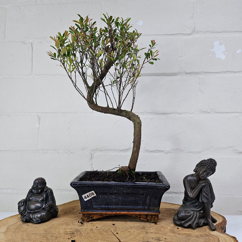 Brush Cherry (Syzygium) Bonsai Tree | Shaped | In 15cm Pot