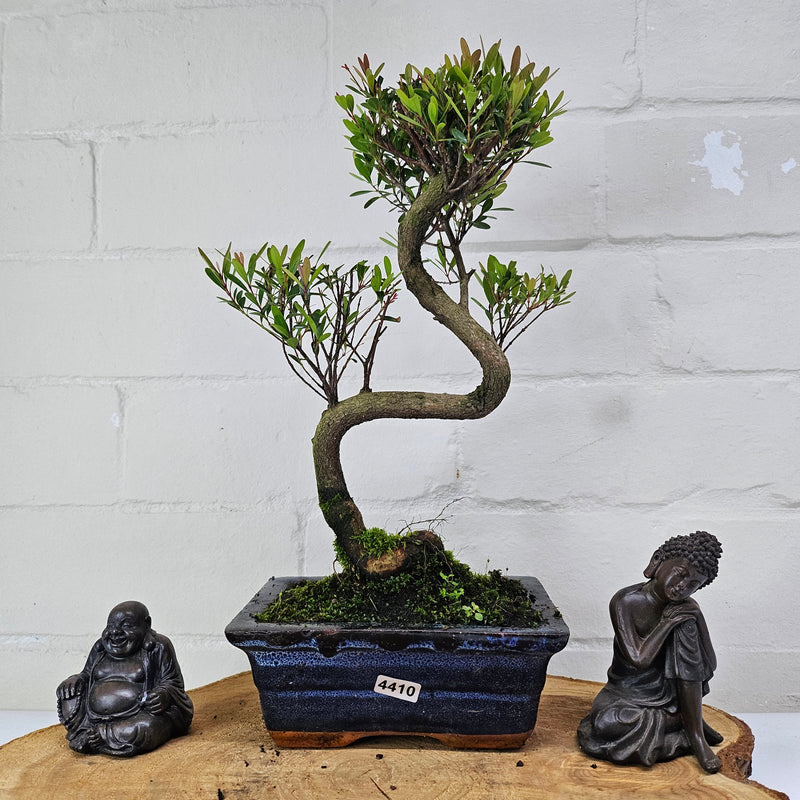 Brush Cherry (Syzygium) Bonsai Tree | Shaped | In 15cm Pot