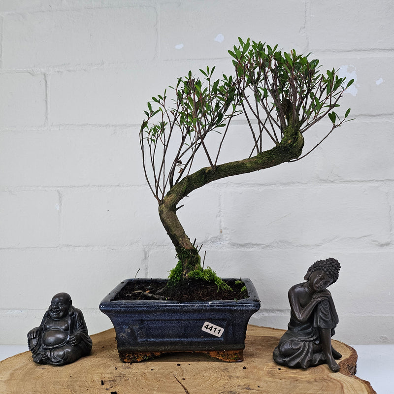Brush Cherry (Syzygium) Bonsai Tree | Shaped | In 15cm Pot