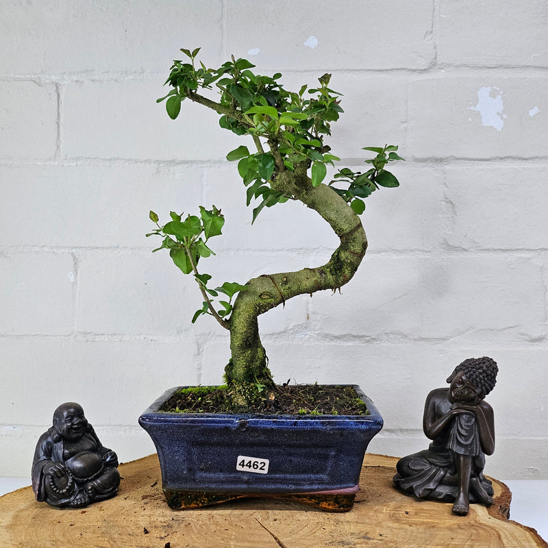 Chinese Privet (Ligustrum Sinense) Bonsai Tree | Shaped | In 15cm Pot