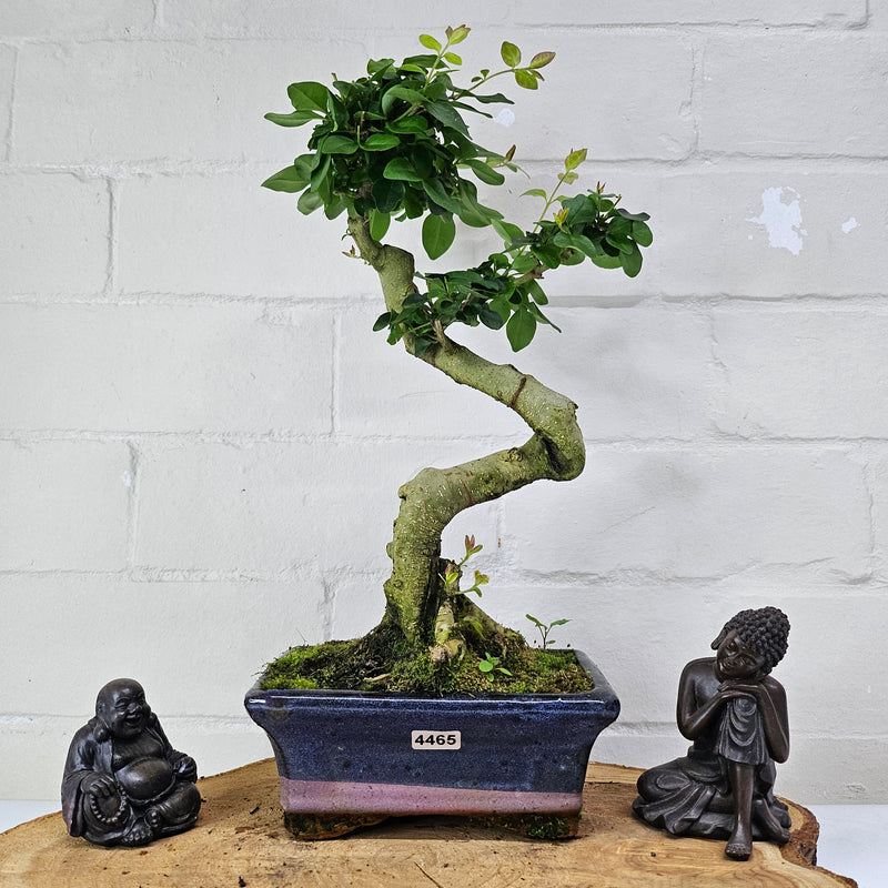 Chinese Privet (Ligustrum Sinense) Bonsai Tree | Shaped | In 15cm Pot