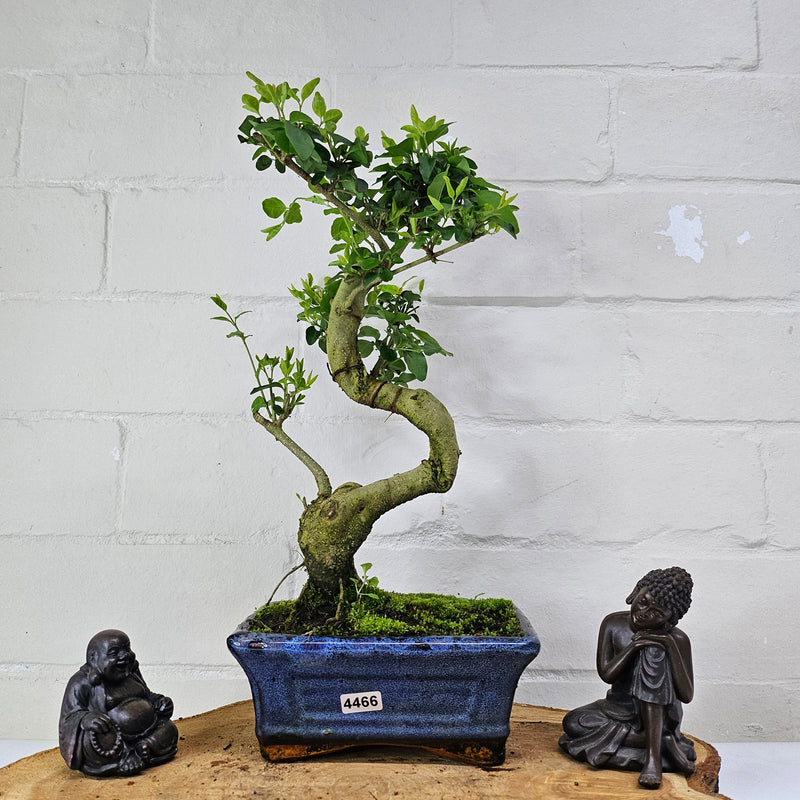 Chinese Privet (Ligustrum Sinense) Bonsai Tree | Shaped | In 15cm Pot