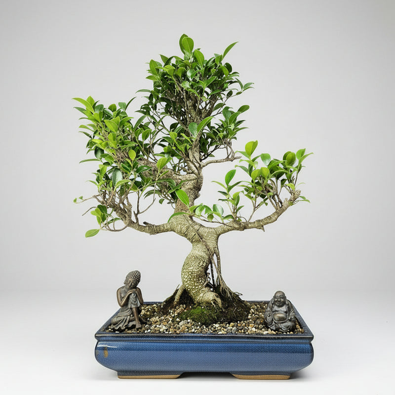 banyan tree bonsai care Ficus Microcarpa (Banyan Fig) Large Indoor Bonsai Tree | Shaped