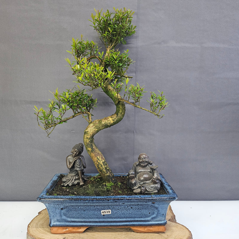 Brush Cherry (Syzygium) Bonsai Tree | Shaped | In 30cm Pot