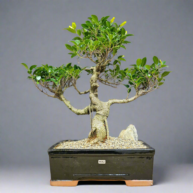 indoor bonsai tree large Ficus Microcarpa (Banyan Fig) Large Indoor Bonsai Tree | Shaped