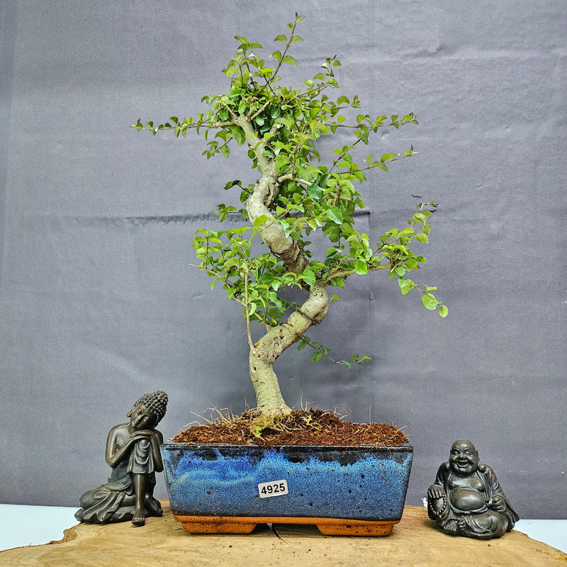 Chinese Privet (Ligustrum Sinense) Bonsai Tree | Shaped | In 20cm Pot