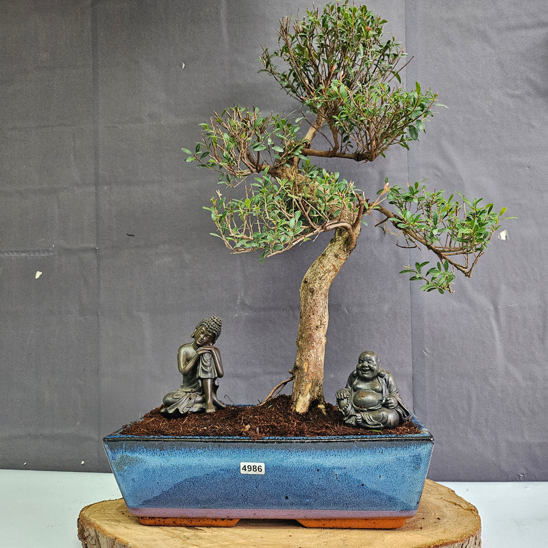 Brush Cherry (Syzygium) Bonsai Tree | Shaped | In 30cm Pot