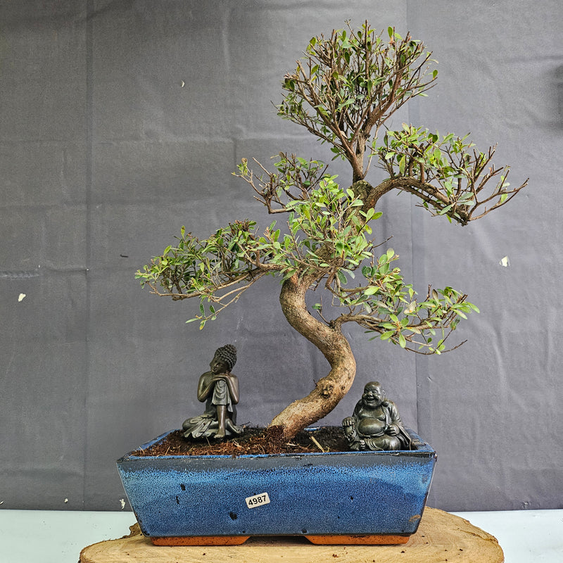 Brush Cherry (Syzygium) Bonsai Tree | Shaped | In 30cm Pot