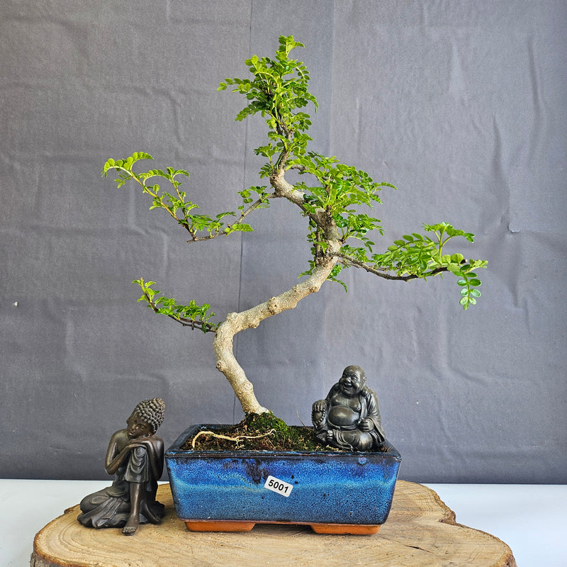 Chinese Pepper (Zanthoxylum Pipertum) Bonsai Tree | Shaped | In 20cm Pot