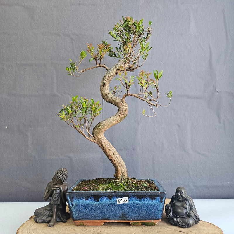Brush Cherry (Syzygium) Bonsai Tree | Shaped | In 20cm Pot