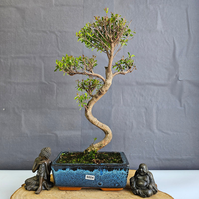 Brush Cherry (Syzygium) Bonsai Tree | Shaped | In 20cm Pot