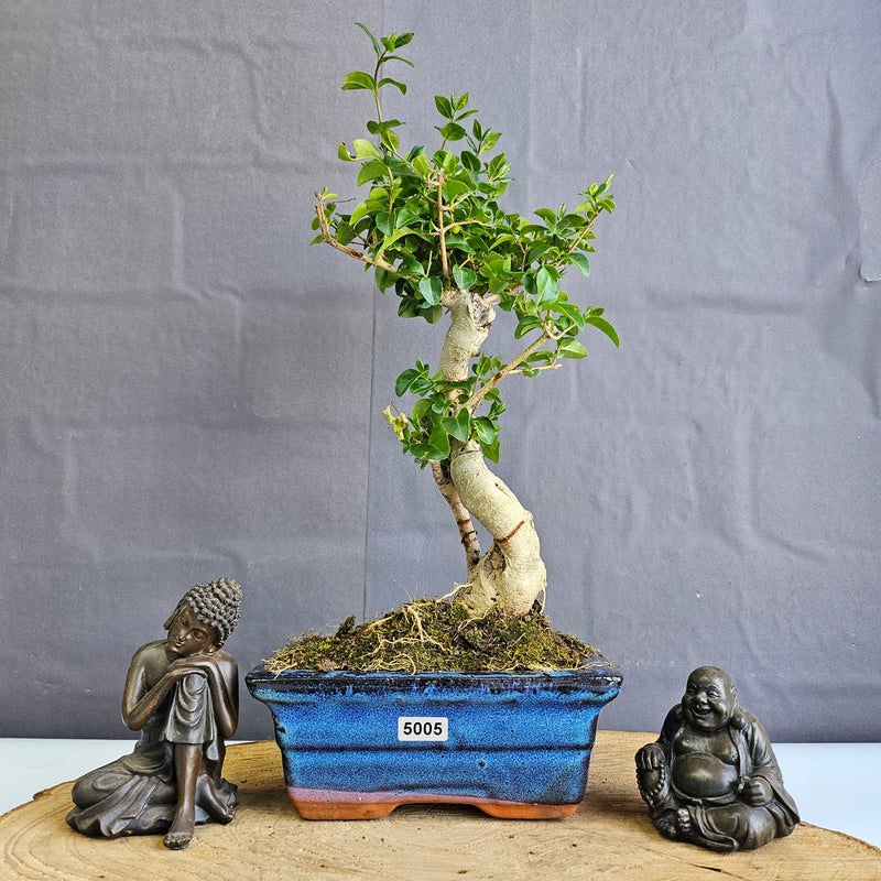 Chinese Privet (Ligustrum Sinense) Bonsai Tree | Shaped | In 15cm Pot