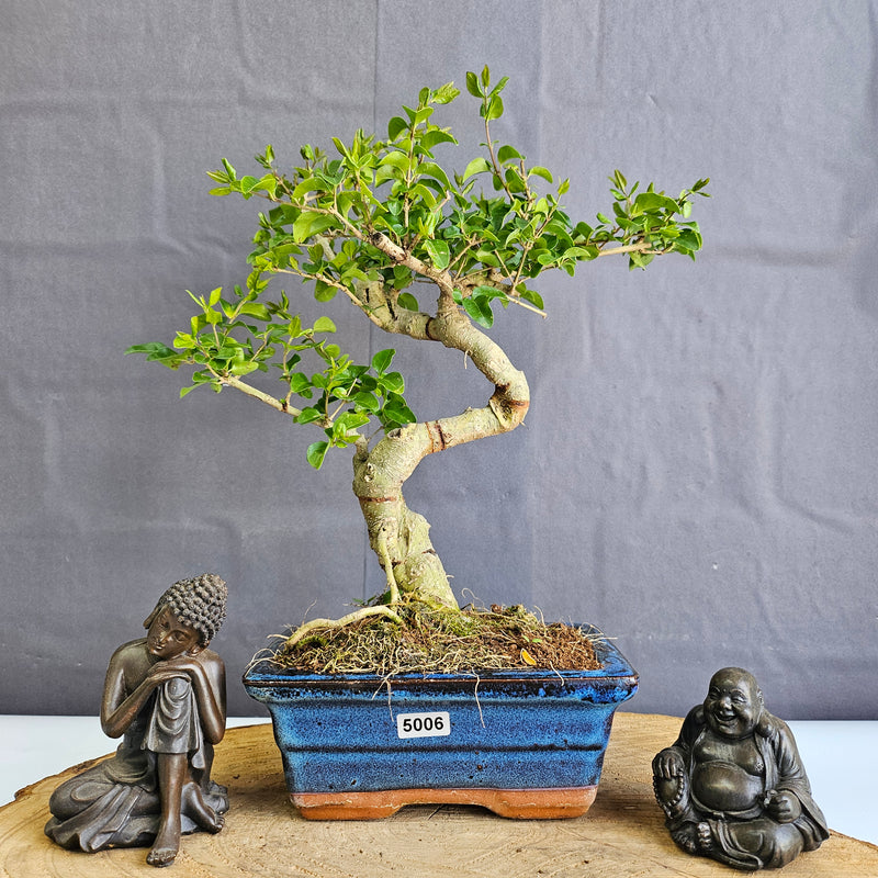 Chinese Privet (Ligustrum Sinense) Bonsai Tree | Shaped | In 15cm Pot