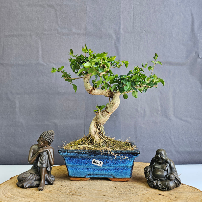 Chinese Privet (Ligustrum Sinense) Bonsai Tree | Shaped | In 15cm Pot