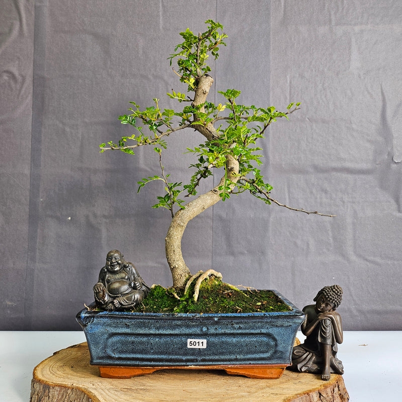 Chinese Pepper (Zanthoxylum Pipertum) Bonsai Tree | Shaped | In 25cm Pot