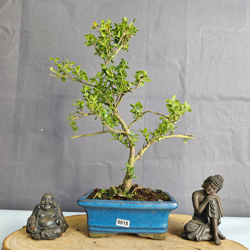 Japanese Holly (Ilex Crenata) Bonsai Tree | Shaped | In 15cm Pot