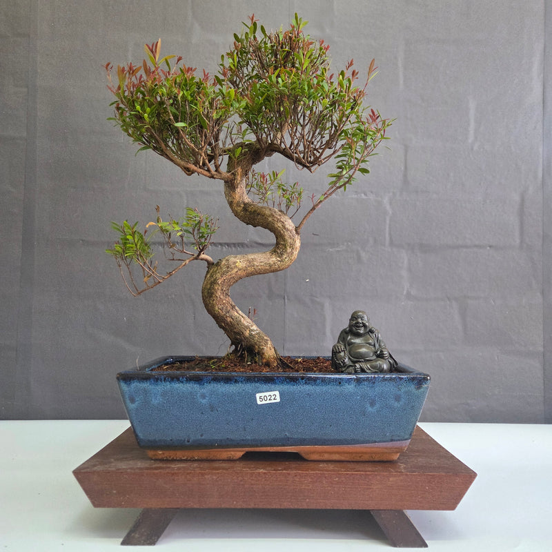 Brush Cherry (Syzygium) Bonsai Tree | Shaped | In 30cm Pot
