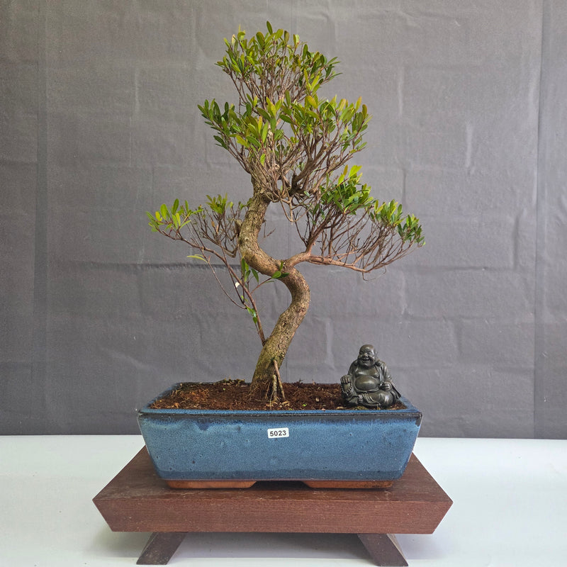 Brush Cherry (Syzygium) Bonsai Tree | Shaped | In 30cm Pot