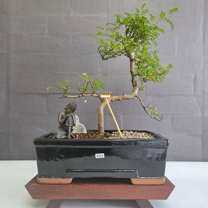 Chinese Pepper (Zanthoxylum Pipertum) Bonsai Tree | Shaped | In 30cm Pot