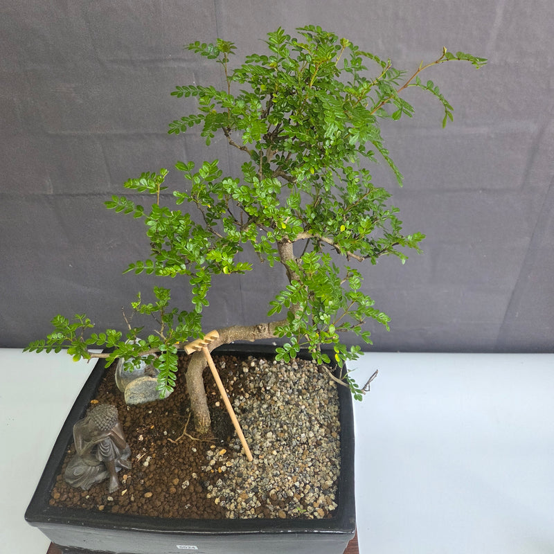 Chinese Pepper (Zanthoxylum Pipertum) Bonsai Tree | Shaped | In 30cm Pot
