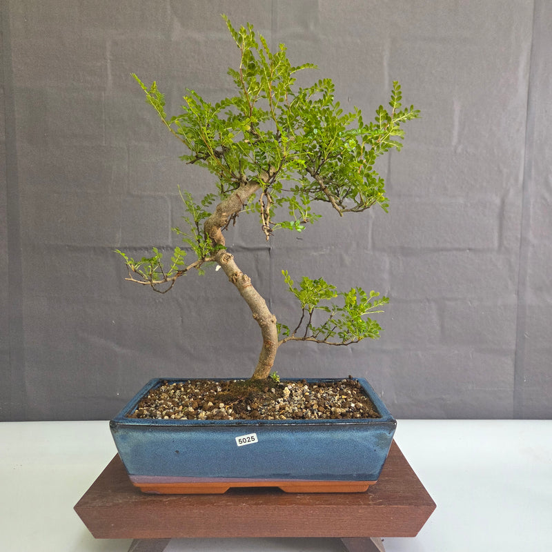 Chinese Pepper (Zanthoxylum Pipertum) Bonsai Tree | Shaped | In 30cm Pot