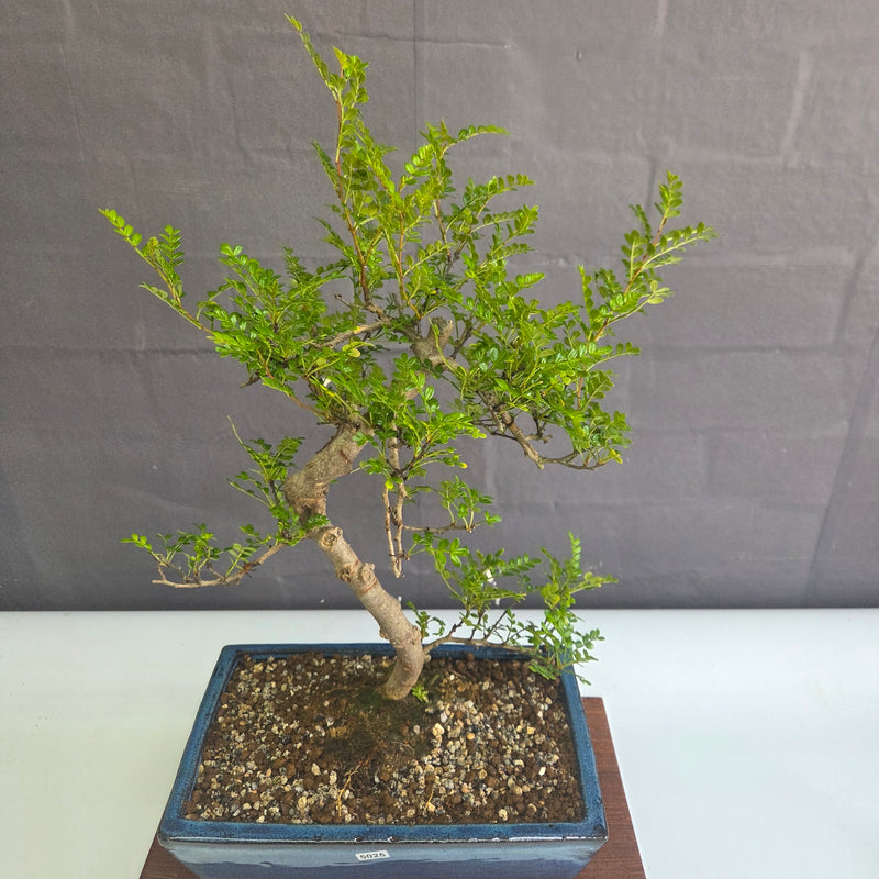 Chinese Pepper (Zanthoxylum Pipertum) Bonsai Tree | Shaped | In 30cm Pot