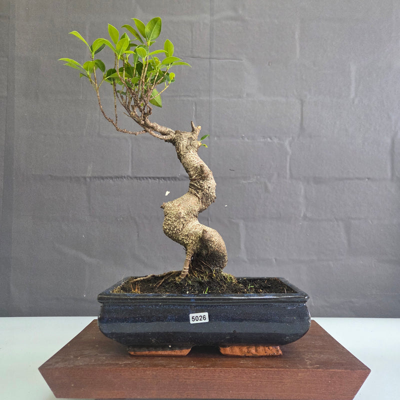 Clearance: Ficus Microcarpa (Banyan Fig) Indoor Bonsai Tree | Shaped | In 25cm Pot