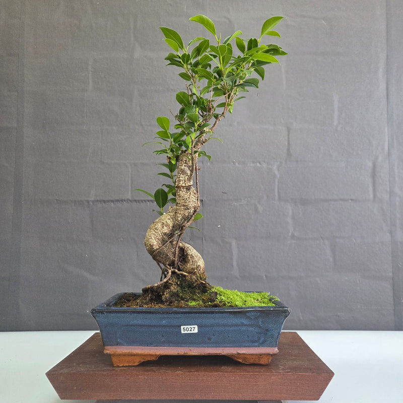 Clearance: Ficus Microcarpa (Banyan Fig) Indoor Bonsai Tree | Shaped | In 25cm Pot