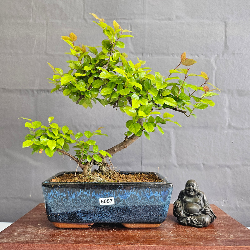 Bird Plum (Sageretia) Bonsai Tree | Shaped | In 20cm Pot