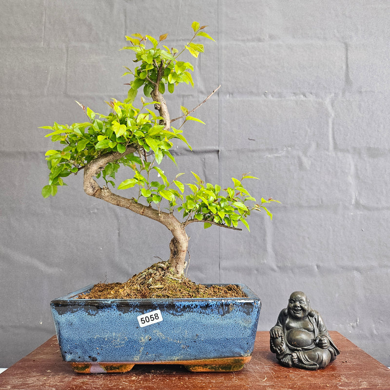 Bird Plum (Sageretia) Bonsai Tree | Shaped | In 20cm Pot