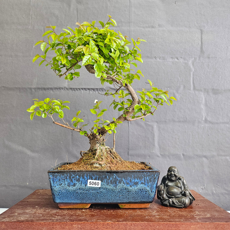 Bird Plum (Sageretia) Bonsai Tree | Shaped | In 20cm Pot