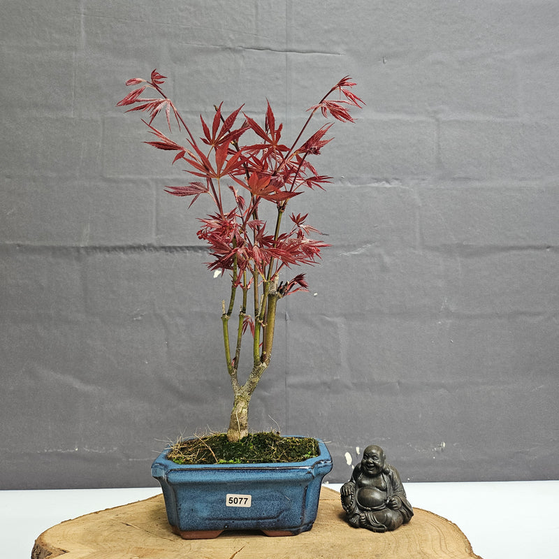 Chinese Maple (Acer) Bonsai Tree | Red Maple Informal Upright | In 15cm Pot