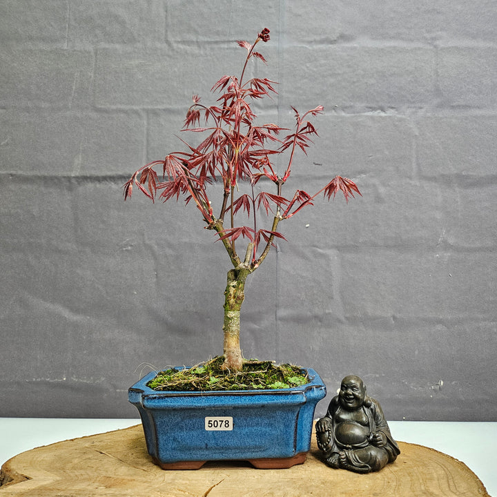 Chinese Maple (Acer) Bonsai Tree | Red Maple Informal Upright | In 15cm Pot