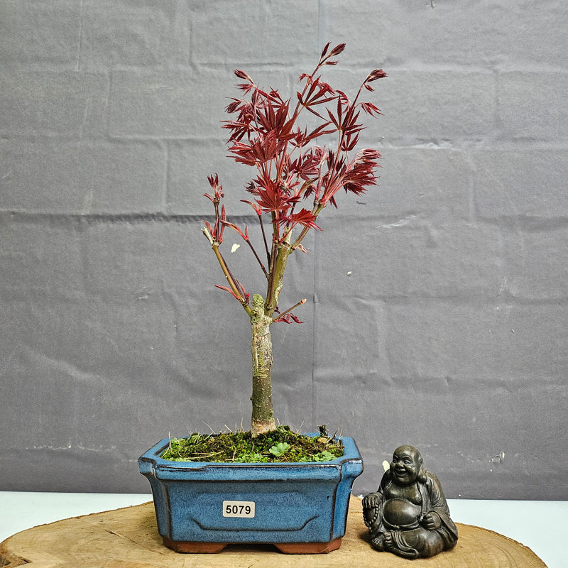 Chinese Maple (Acer) Bonsai Tree | Red Maple Informal Upright | In 15cm Pot