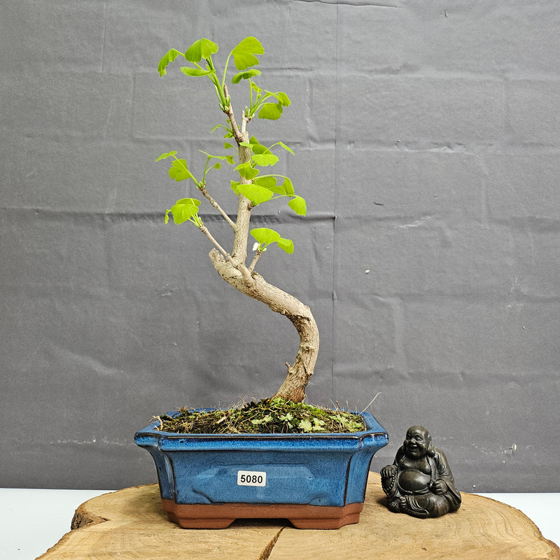 Ginkgo (Ginkgo Biloba) Bonsai Tree | Informal Upright | In 20cm Pot