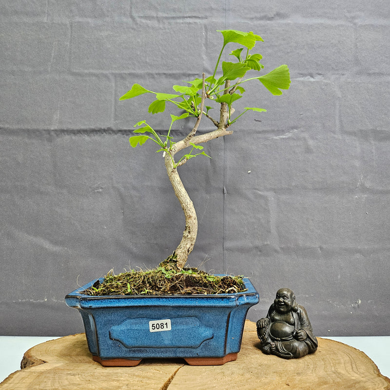 Ginkgo (Ginkgo Biloba) Bonsai Tree | Informal Upright | In 20cm Pot