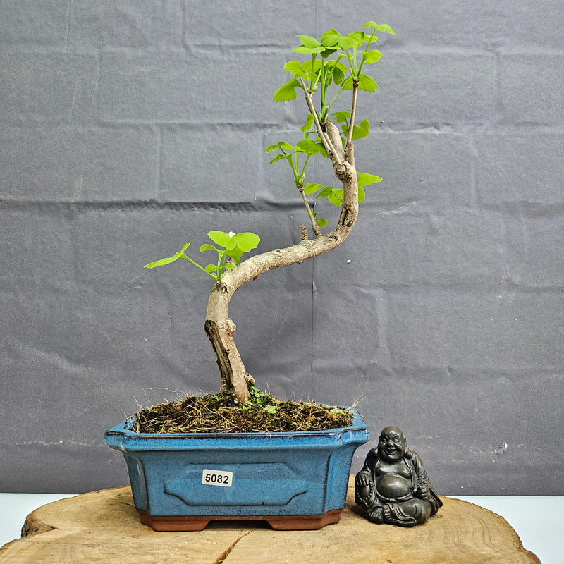 Ginkgo (Ginkgo Biloba) Bonsai Tree | Informal Upright | In 20cm Pot