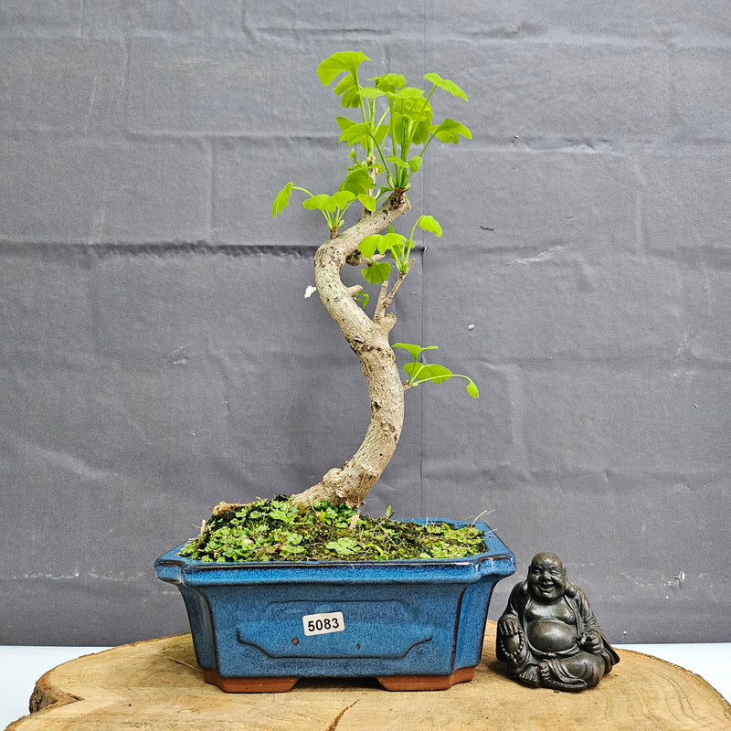 Ginkgo (Ginkgo Biloba) Bonsai Tree | Informal Upright | In 20cm Pot
